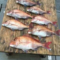 ゲームフィッシング バレントン 釣果