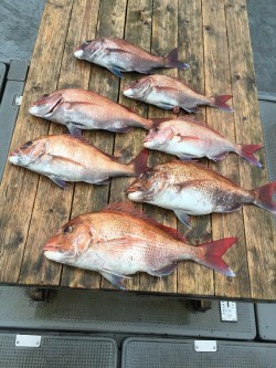 ゲームフィッシング バレントン 釣果