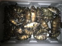 オーシャンマスター 釣果