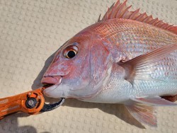 松本釣船2 釣果