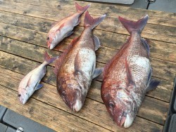 ゲームフィッシング バレントン 釣果