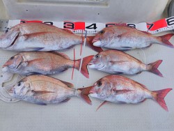 松本釣船２ 釣果