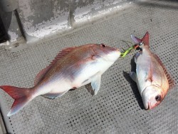 ゲームフィッシング バレントン 釣果