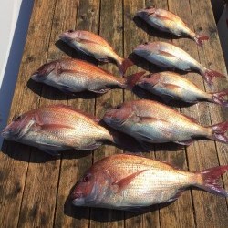 ゲームフィッシング バレントン 釣果