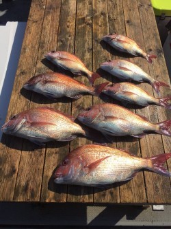 ゲームフィッシング バレントン 釣果