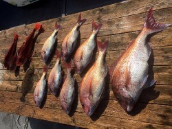 ゲームフィッシング バレントン 釣果