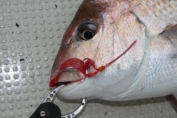 松本釣船２ 釣果