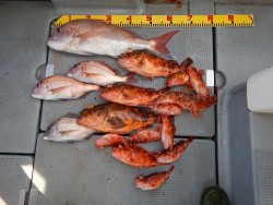 sea boss　シーボス 釣果