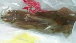 ディープ オーシャン 釣果