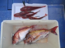 ＢＩＧ－ＯＮＥ 釣果