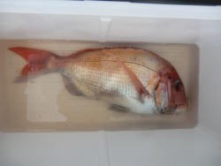 ＢＩＧ－ＯＮＥ 釣果