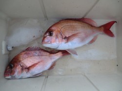 ＢＩＧ－ＯＮＥ 釣果