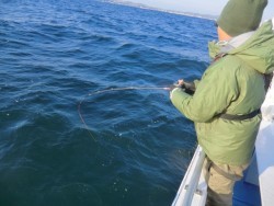 Big One　ビッグワン 釣果