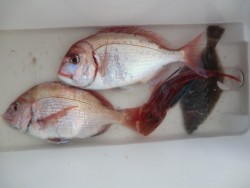 ＢＩＧ－ＯＮＥ 釣果