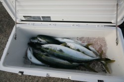 オーシャンズ 釣果