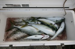 オーシャンズ 釣果