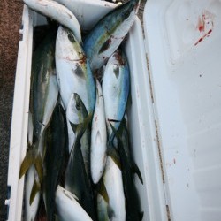 オーシャンズ 釣果