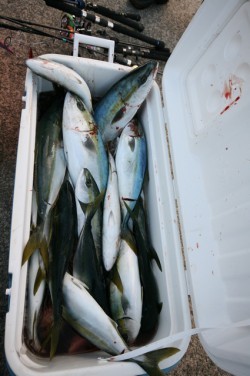 オーシャンズ 釣果