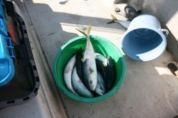 オーシャンズ 釣果