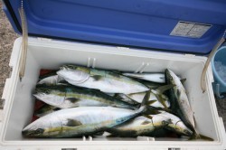 オーシャンズ 釣果