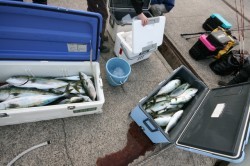 オーシャンズ 釣果