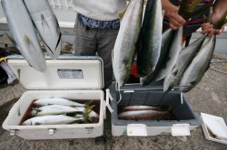 オーシャンズ 釣果