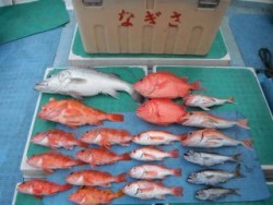 なぎさ丸 釣果