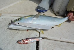 ハピネスⅡ 釣果