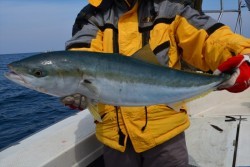 ハピネスⅡ 釣果