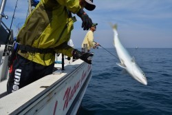 ハピネスⅡ 釣果