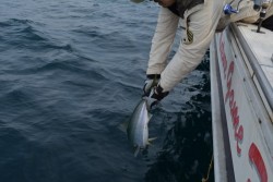 ハピネスⅡ 釣果