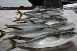 ハピネスⅡ 釣果