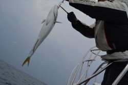 ハピネスⅡ 釣果