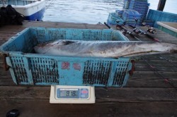 ハピネスⅡ 釣果