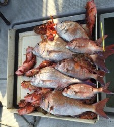 LUZ PLAYA ルスプラージャ 釣果