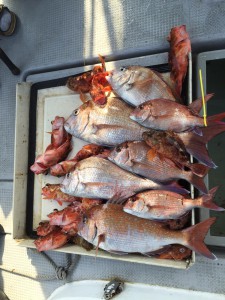 LUZ PLAYA　ルスプラージャ 釣果