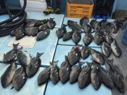 Blue.win 海人丸 釣果