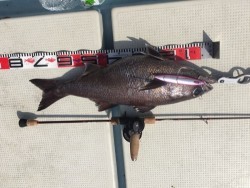 第二隆星丸 釣果