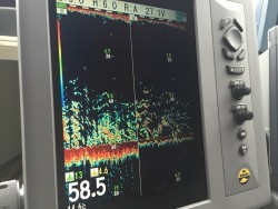 オーシャンキッズ 釣果