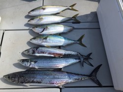 オーシャンキッズ 釣果