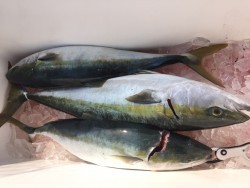 オーシャンキッズ 釣果