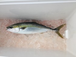 オーシャンキッズ 釣果