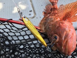 オーシャンキッズ 釣果