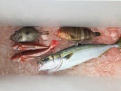 オーシャンキッズ 釣果