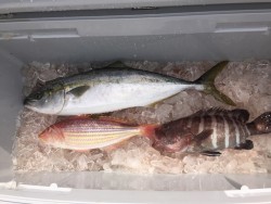 オーシャンキッズ 釣果