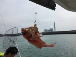 オーシャンキッズ 釣果