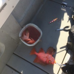 オーシャンキッズ 釣果