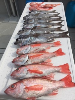 オーシャンキッズ 釣果