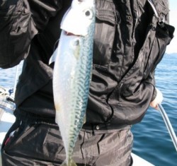 Aquanaut（アクアノート） 釣果