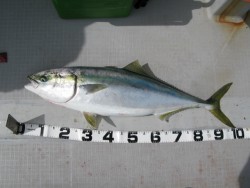 Aquanaut（アクアノート） 釣果